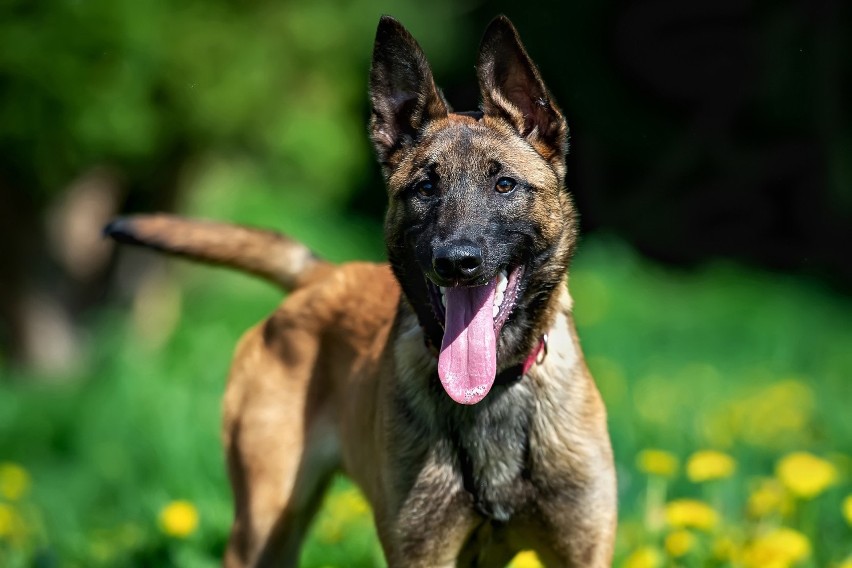 Owczarek belgijski Malinois jest chętnie użytkowany w...