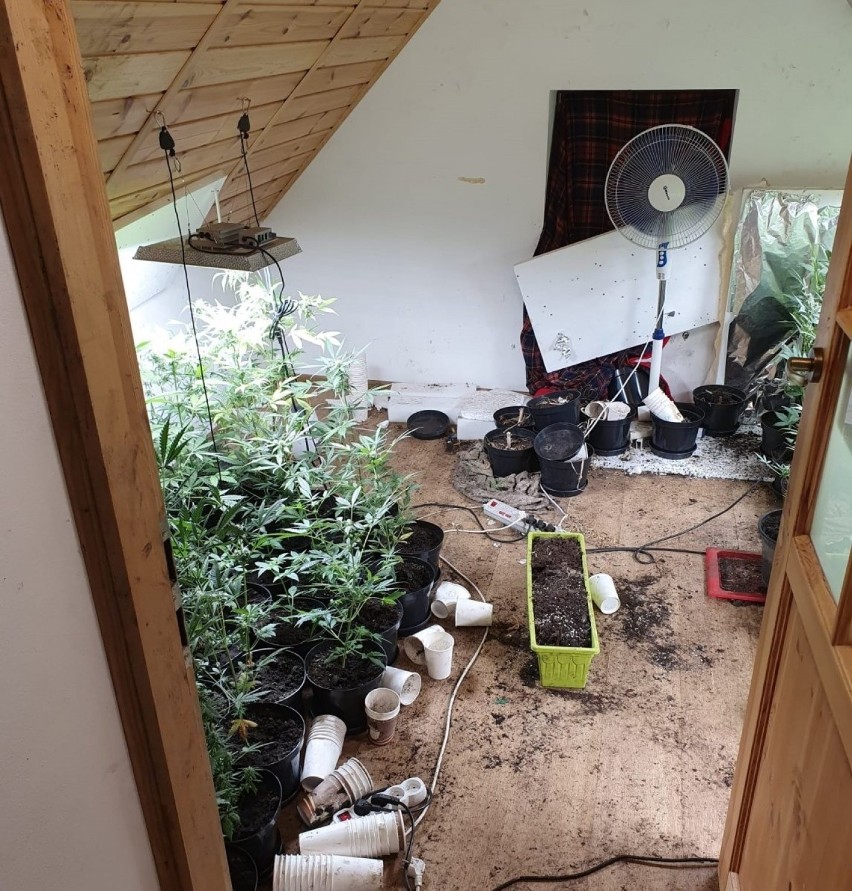 Nielegalna plantacja marihuany w powiecie puławskim. Policjanci zabezpieczyli 112 krzaków konopi