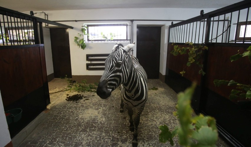 Samiec zebry przyjechał do zoo w Chorzowie