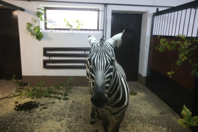 Samiec zebry przyjechał do zoo w Chorzowie