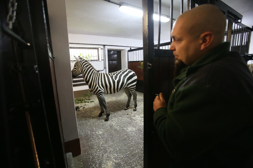 Samiec zebry przyjechał do zoo w Chorzowie