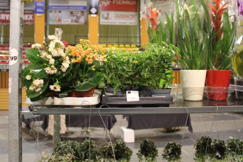 Ryneczek Roślin w Radomiu, w niedzielę w hali przy ulicy Narutowicza można było kupić kwiaty. Zobaczcie zdjęcia