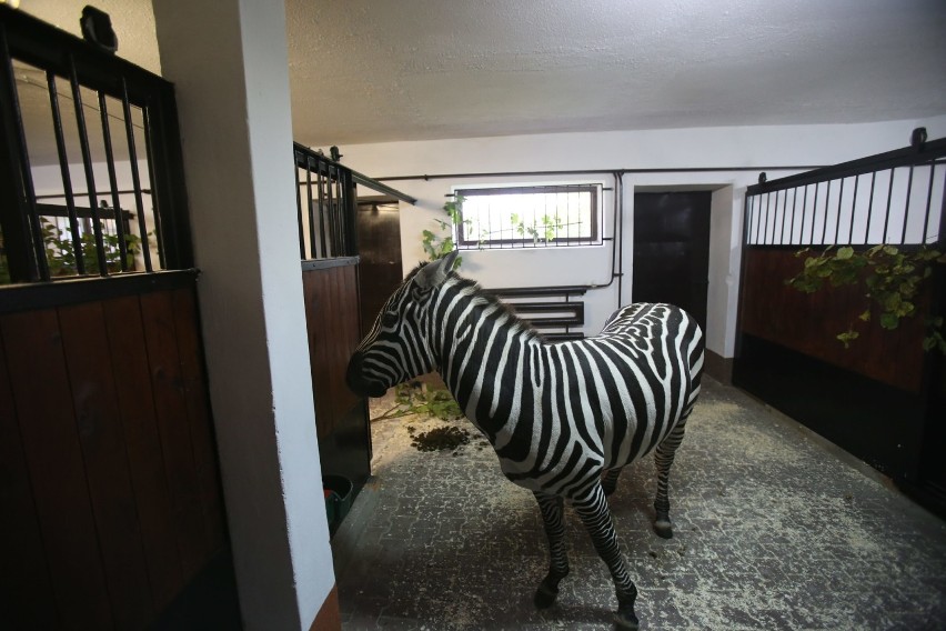 Samiec zebry przyjechał do zoo w Chorzowie
