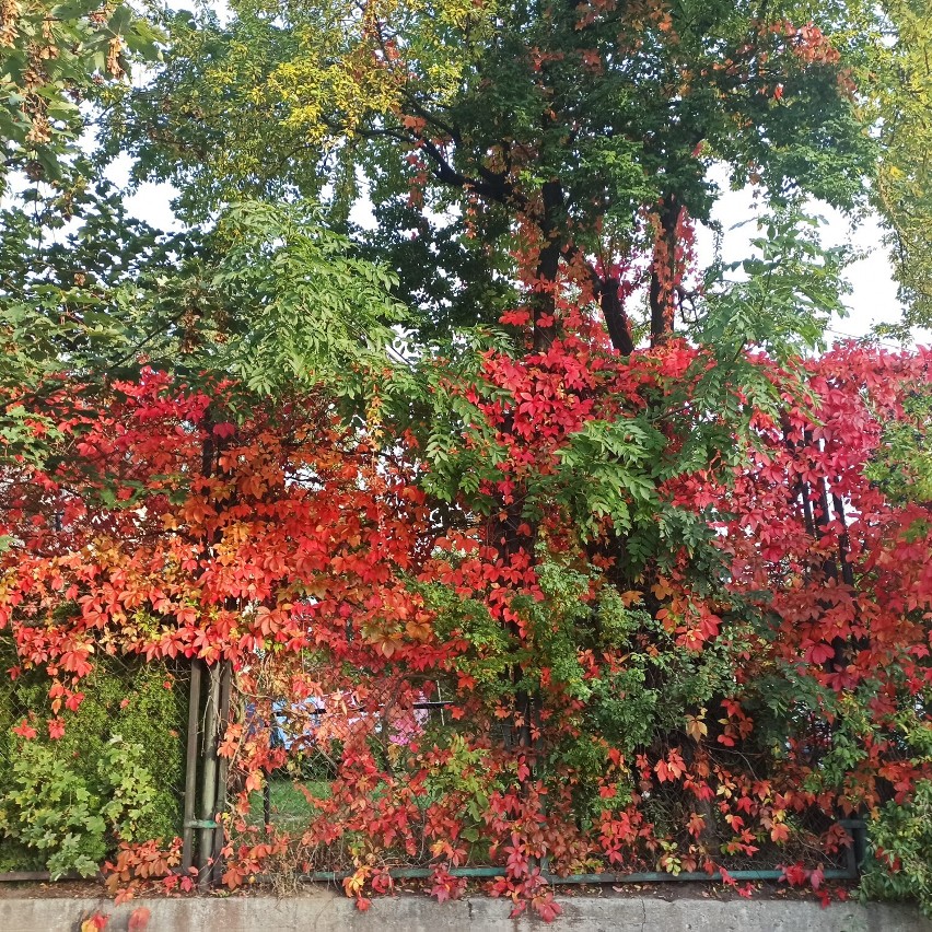 Jesień w mieście nad Tugą. Żółto - pomarańczowe drzewa w krajobrazie