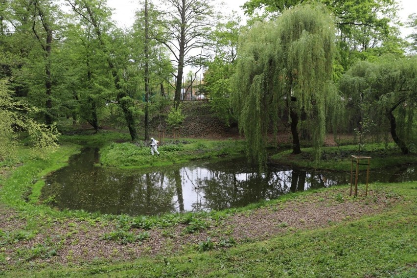 Pod koniec ubiegłego tygodnia w Brzegu przeprowadzono zabieg...