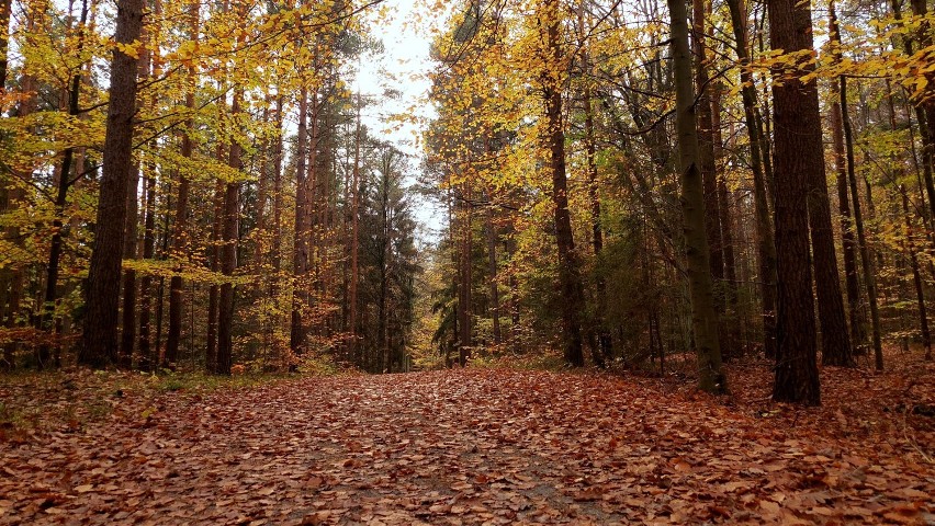 Melancholia jesienna w Zielonym Lesie. Na drzewach coraz mniej liści, a te kolory... Zobaczcie sami