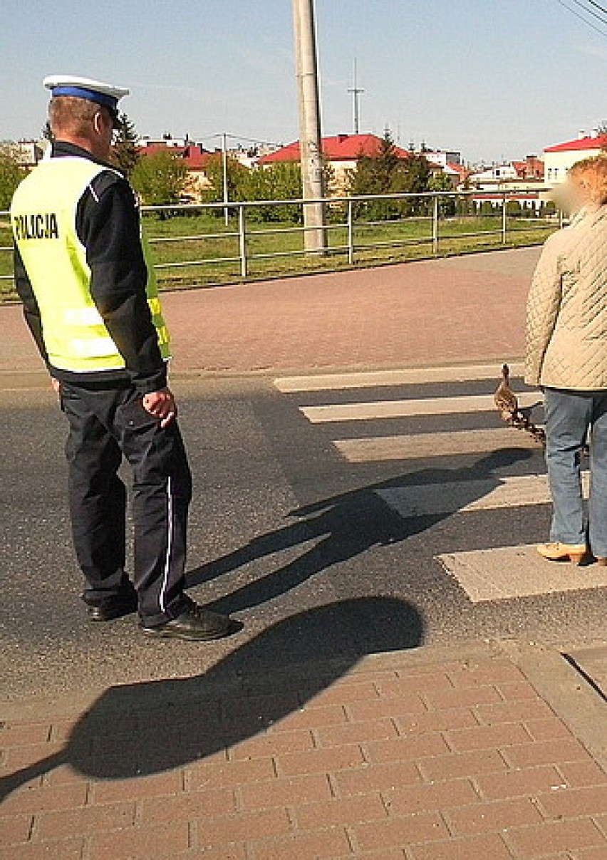 Policjanci pomogli kaczkom przejść przez ulicę [ZDJĘCIA]