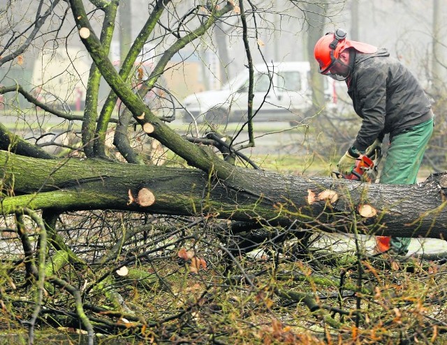 Wycinka drzew Wrocław. Stare drzewa na wrocławskich wałach idą pod topór