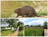 Bobrowisko w Starym Sączu to prawdziwy hit turystyczny. Ostatnio udało się sfotografować tam bobra [ZDJĘCIA]