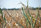 Na rolników, którzy ponieśli straty czekają pieniądze. Trzeba się spieszyć ze złożeniem wniosku