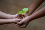 "Jedno dziecko - jedno drzewo". Wciąż można zgłaszać się do akcji Nadleśnictwa Kwidzyn i Miasta Kwidzyn