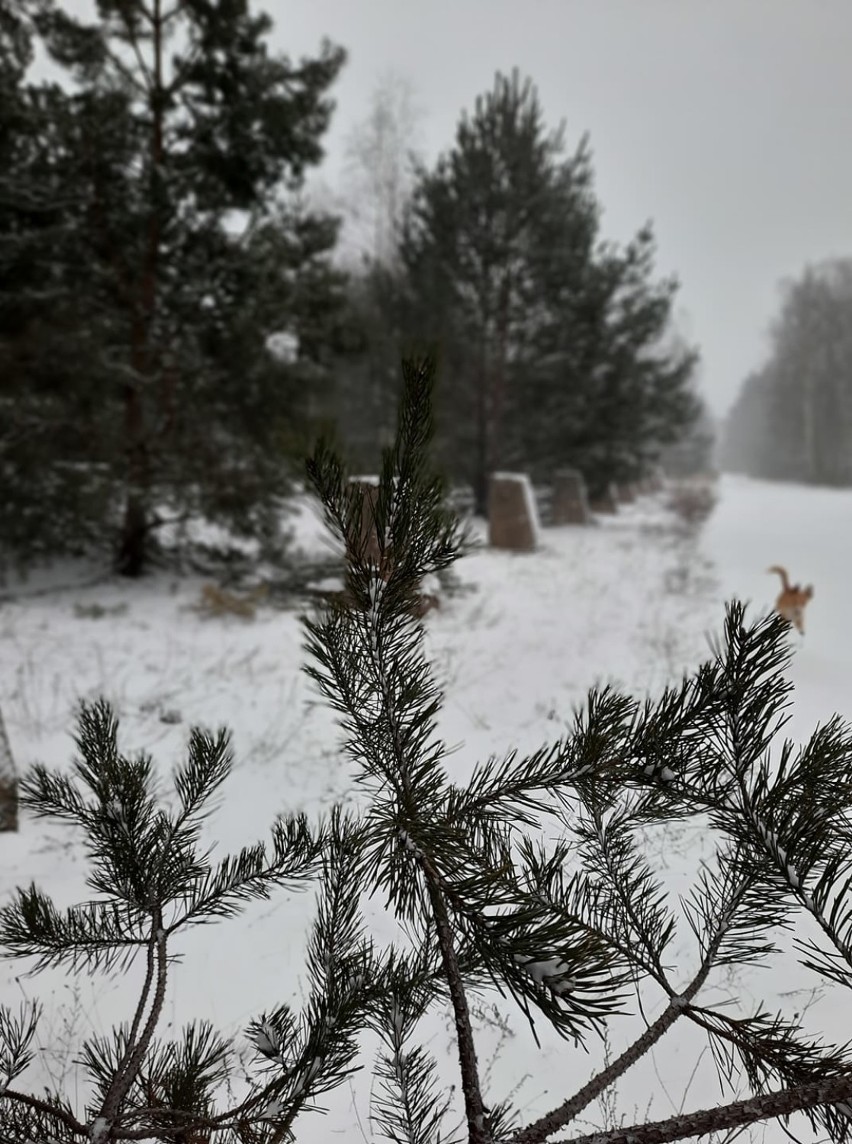 Zobaczcie najpiękniejsze zdjęcia Czytelników zaśnieżonego...