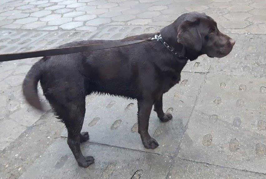 Dwa znalezione psy w Malborku. Właściciele proszeni o kontakt