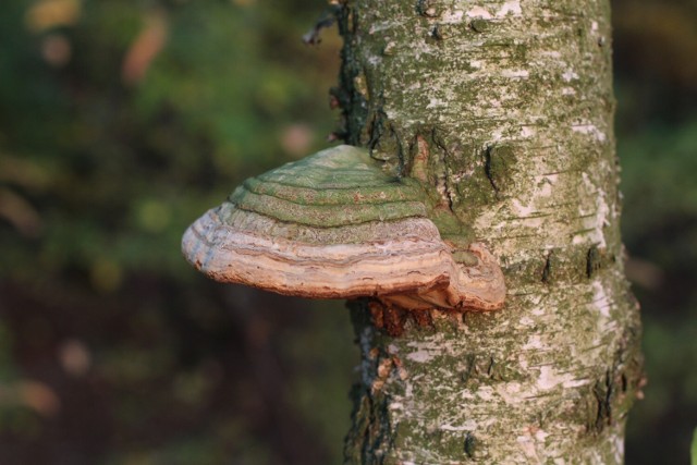 Huby występują na różnych drzewach, ale też drewnianych elementach. Te grzyby bywają pasożytami drzew. Niektóre są jadalne, miewają też właściwości lecznicze.