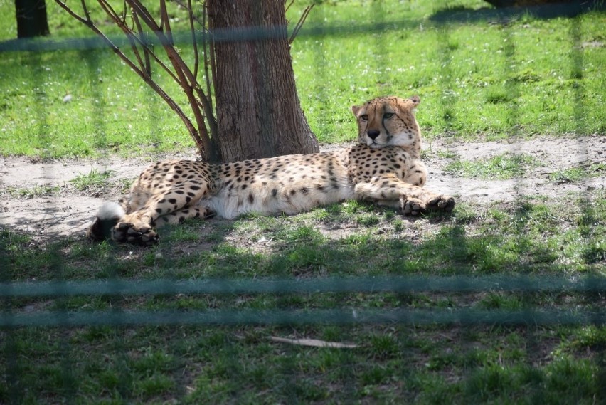 W Śląskim Ogrodzie Zoologicznym urodziły się gepardy. Są...