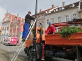 Znikają rośliny z wałbrzyskiego rynku. Co w zamian za nie i kiedy?