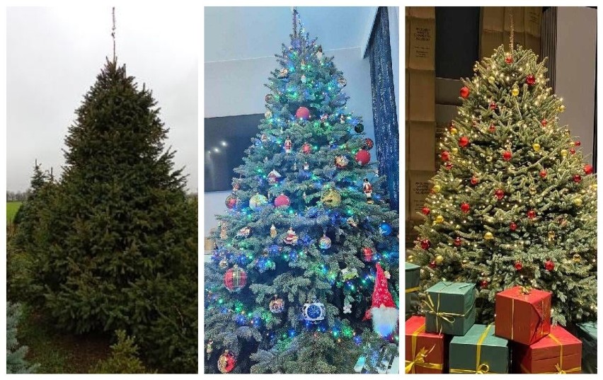 Sprawdziliśmy, ile zapłacimy za drzewko na Boże Narodzenie...