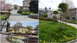 Wiosna na skwerach i placach w Tarnowie. Jedne mienią się zielenią i kolorami, na innych dominuje beton [ZDJĘCIA]
