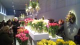 Wystawa tulipanów w Wilanowie. Kolorowy początek wiosny w Oranżerii 