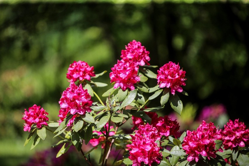 Śląski Ogród Botaniczny w Mikołowie