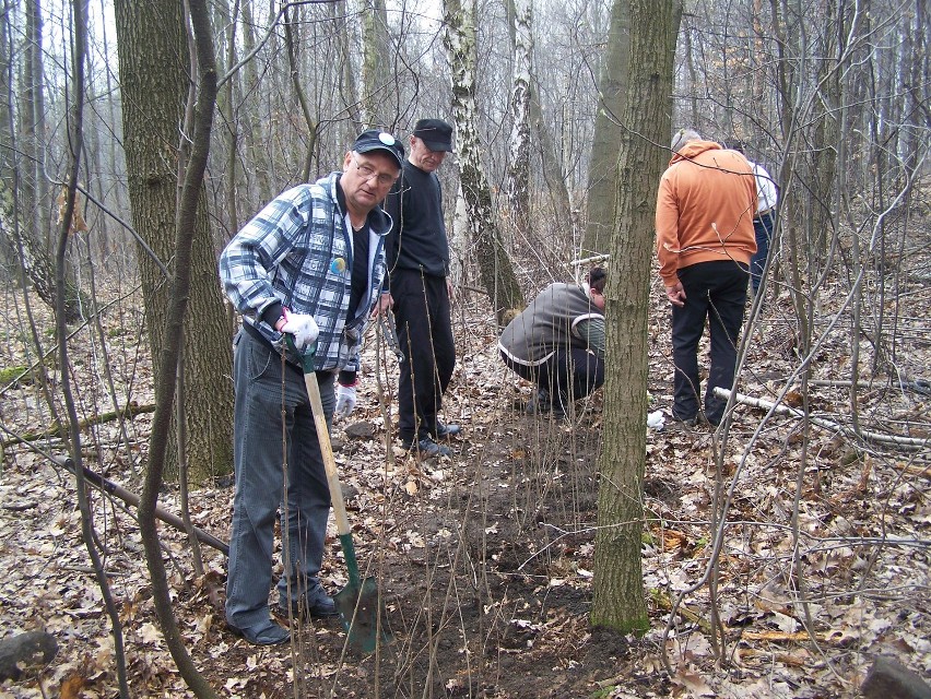 Mysłowice: Działacze RAŚ posadzili krzewy na cmentarzu leśnym w Wesołej [ZDJĘCIA]