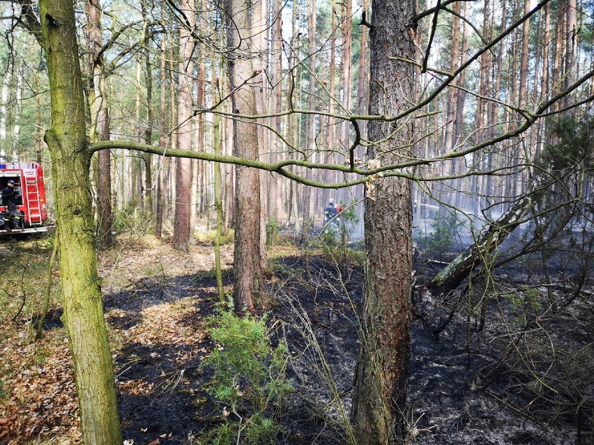 Pożar lasu w Żaglinach (zdjęcia)             