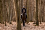 Straż miejska w Łodzi ma nowego czworonożnego pracownika. W sekcji konnej pojawił się rumak o imieniu ASTUR AA