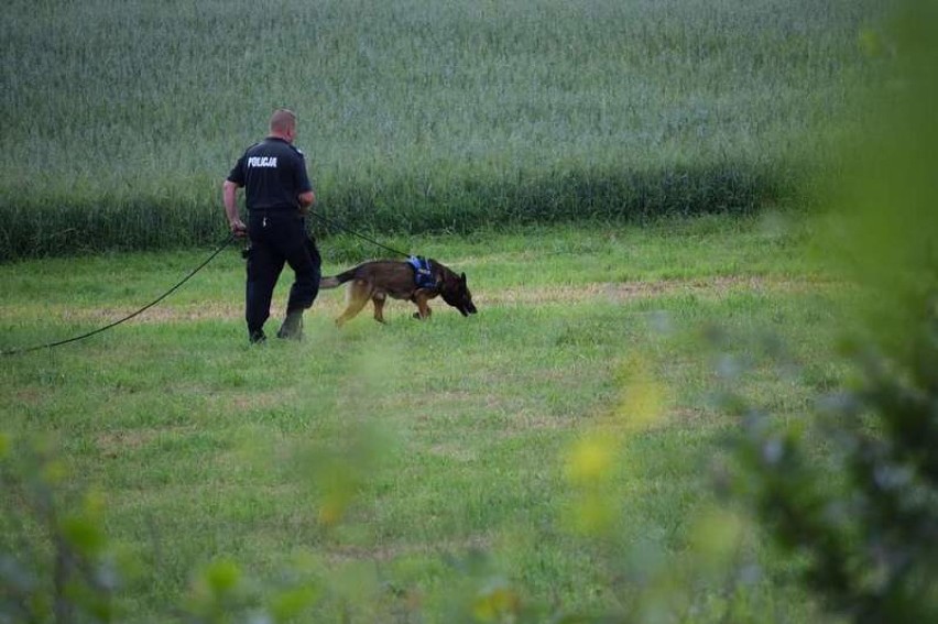 Lębork. Pies policyjny wytropił zaginiona 16-latkę