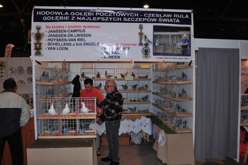 Święto hodowców gołębi w Sosnowcu