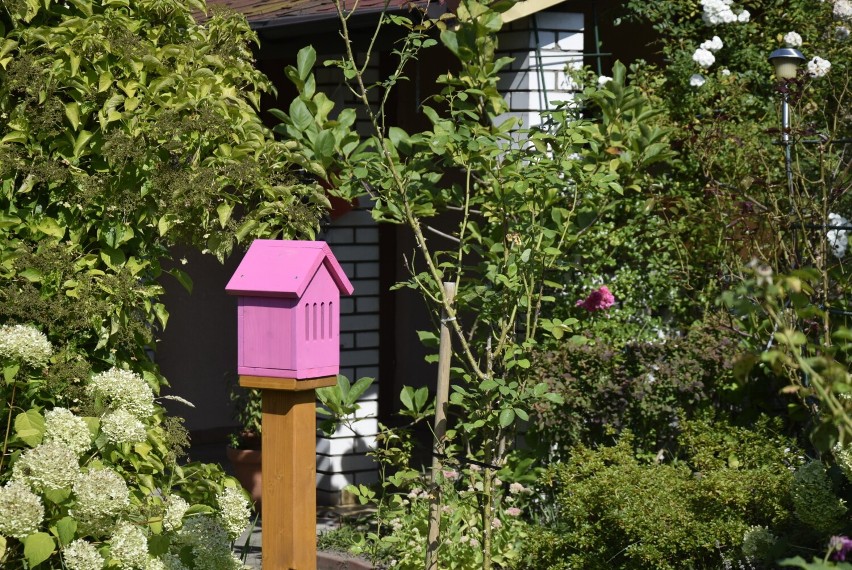 W ogrodzie działkowym im. Reymonta pojawiły się karmniki, domki dla jeży, ptaków i owadów oraz tablice edukacyjne