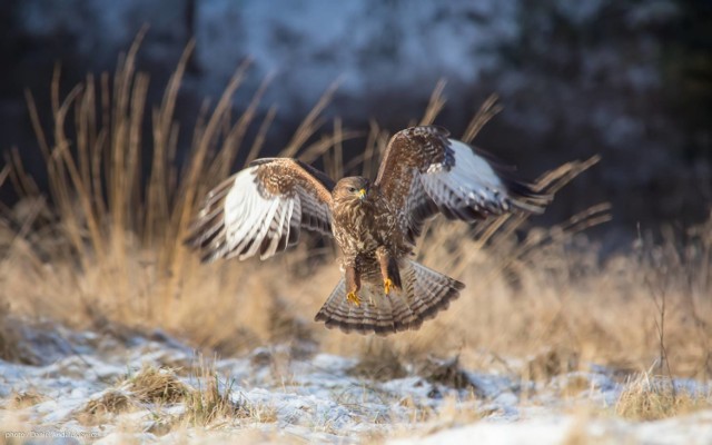 Ptaki to ulubiony temat fotografika Daniela Andalukiewicza ze Skwierzyny.