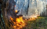 Pali się las w pobliżu Wełmic w gminie Bobrowice. Ogień próbuje ugasić 12 zastępów