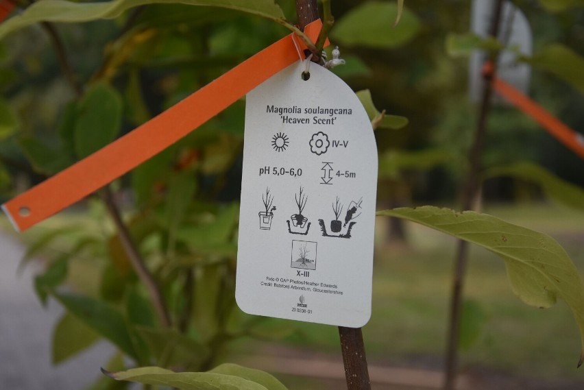 Akcja „Z ekologią na Ty" w Dolsku. Uczniowie zasadzili ponad czterdzieści drzew w parku i przy szkole podstawowej [film, zdjęcia]