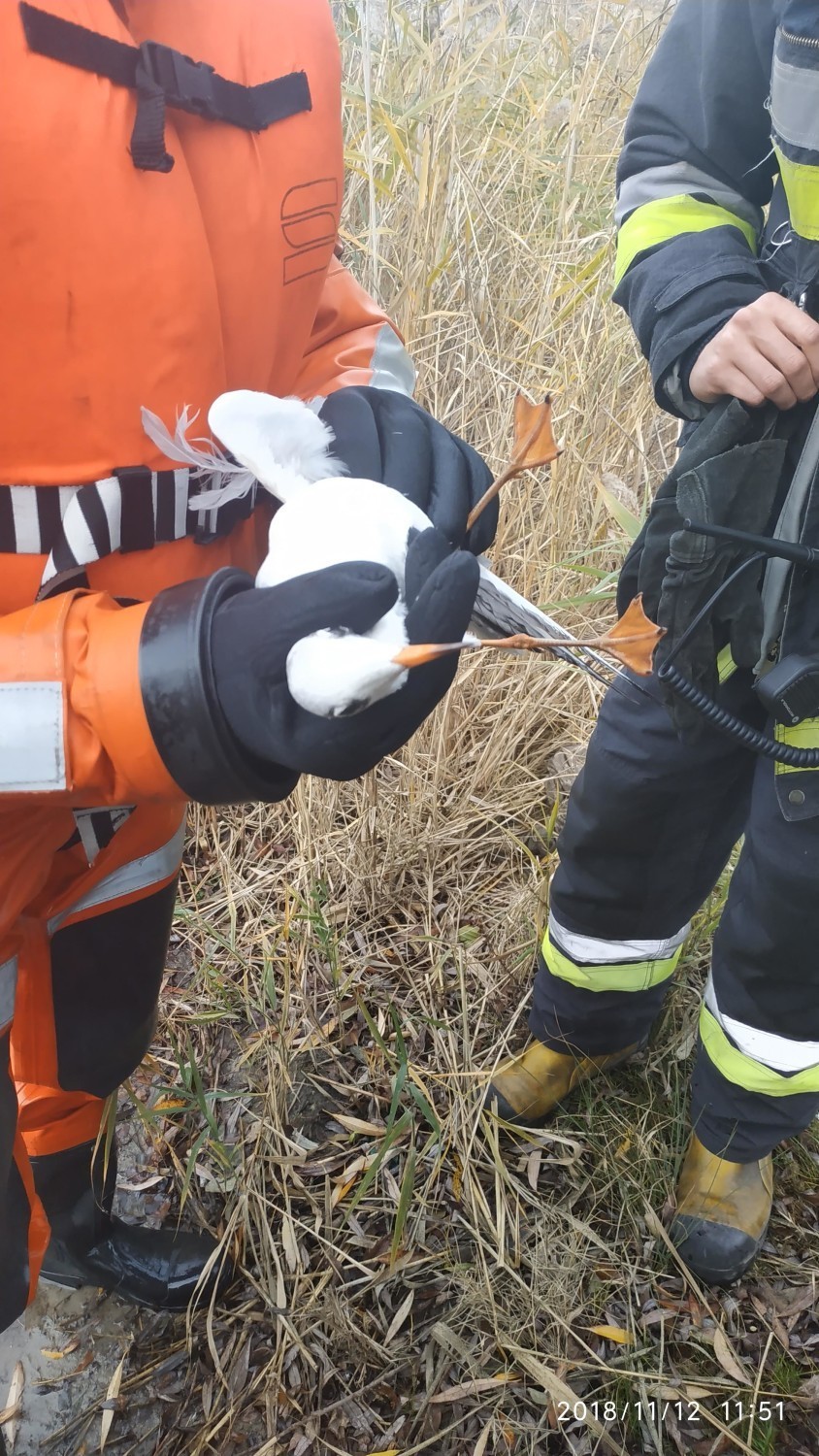 Konińscy strażacy uratowali mewę w parku 700-lecia