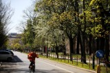 Wody Polskie planują wyciąć w Krakowie blisko 3 tys. drzew