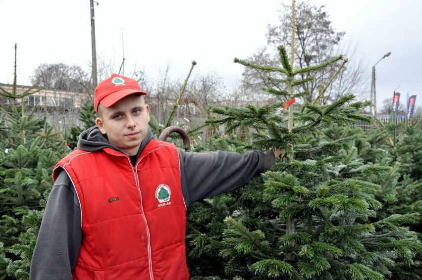 Michał Kargul, Szkółka Drzew i Krzewów Kulas, punkt...