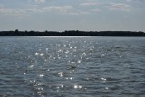 Bieżąca ocena jakości wody w kąpielisku przy plaży Łazienki w Zbąszyniu