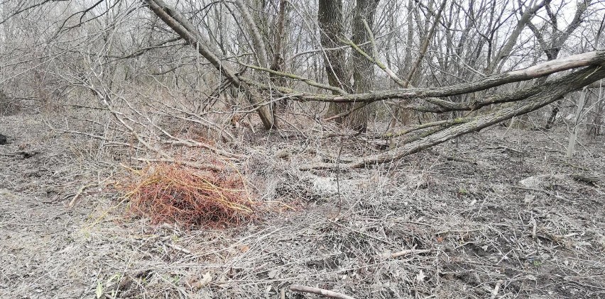 Wyzwanie #trashtagchallenge. Białostoczanie sprzątają śmieci