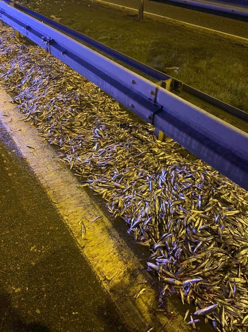 Na krajowej "szóstce" w Wejherowie wysypały się 2 tony ryb