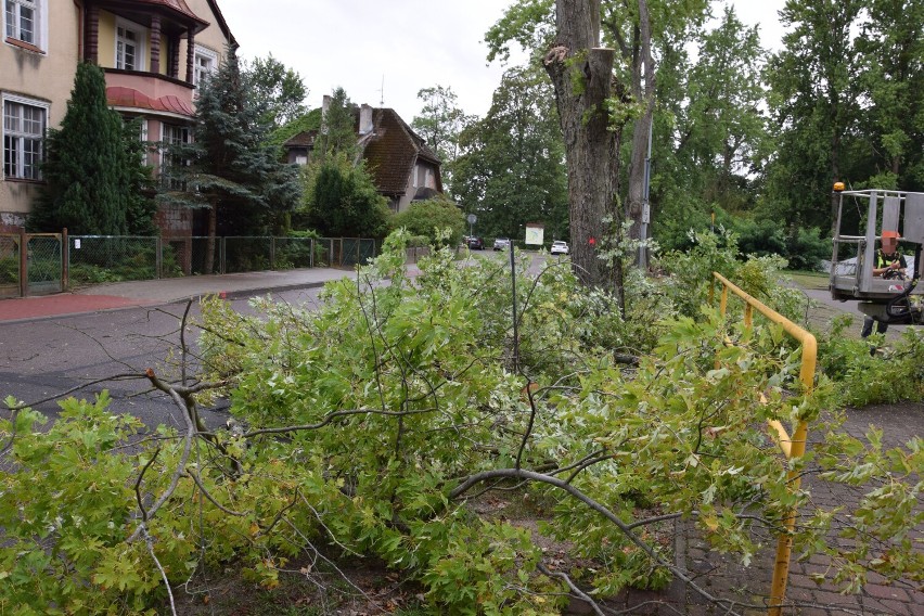 Wycinka drzew na ulicy Jasnej w Szczecinku. Ich stan był fatalny [zdjęcia]
