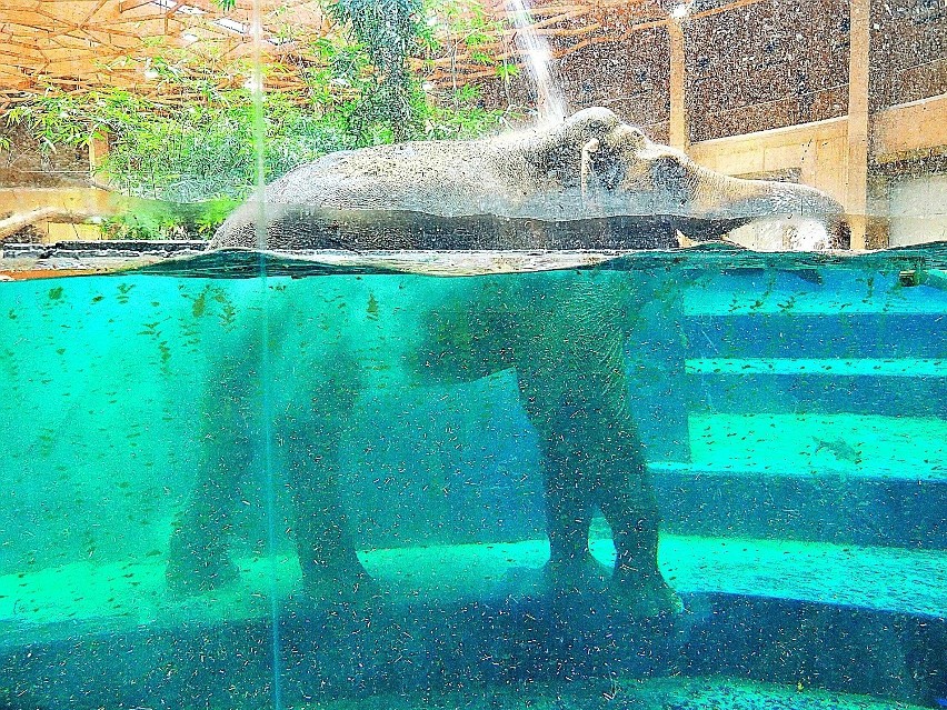 Orientarium w łódzkim zoo: Aleksander nurkuje, przewraca się, siada na schodach w basenie. ZDJĘCIA