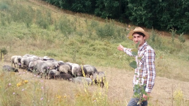 Piotr Rozwalak pilnuje stada owiec, które wypasane są na terenie rezerwatu Gorzowskie Murawy