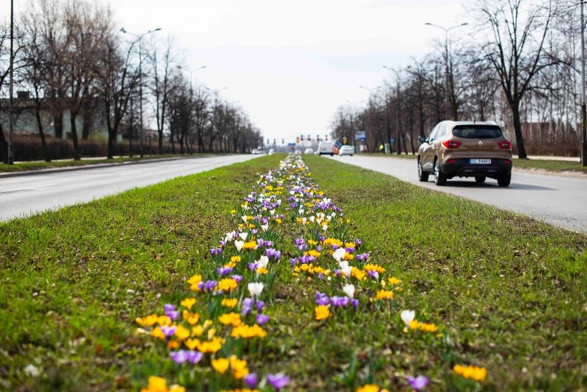Wiosna w Częstochowie! Rozkwitły krokusy przy miejskich...