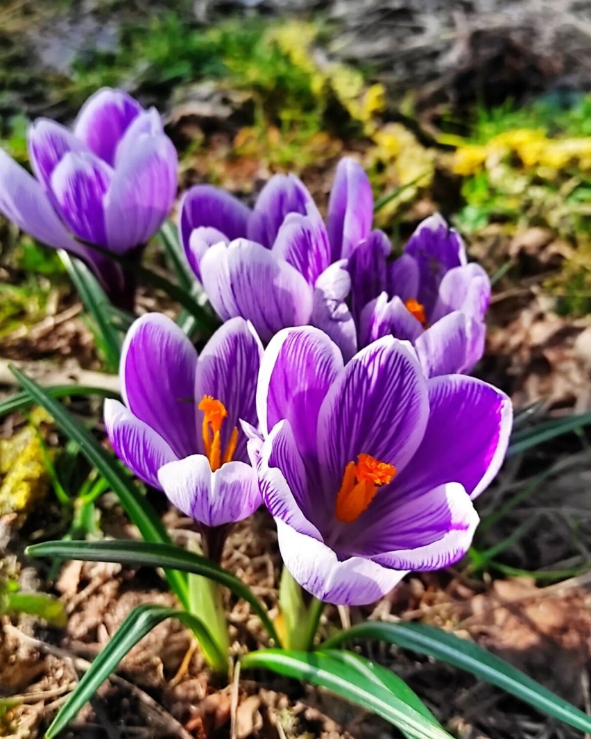 Wiosenne kwiaty zachwycają kolorami! Zobaczcie jak pięknie zakwitły w ogrodach i w lesie [ZDJĘCIA]
