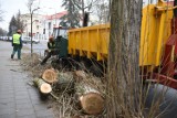 W Toruniu trwa wielka wycinka drzew [ZDJĘCIA]