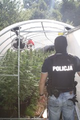 Plantacja mariuhuany we Frydrychowicach. Policja zabezpieczyła sadzonki warte pół miliona złotych