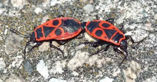 Jak się okazuje, kowale bezskrzydłe zimują, jednak tylko te w dorosłej postaci. Pojawiają się ponownie w wiosnę. Te charakterystyczne czerwone robaki z czarnymi plamkami i długimi odnóżami żyją do dwóch lat.