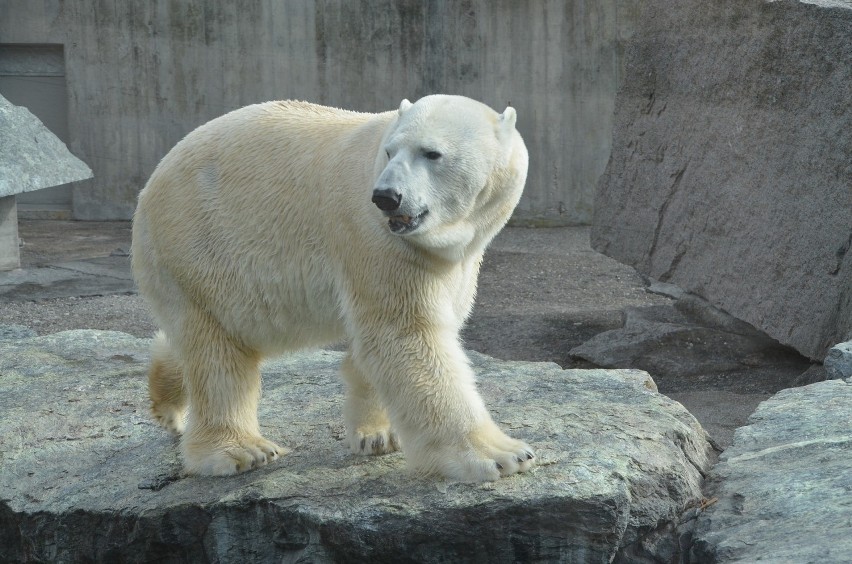 Być może w śląskim zoo znowu będzie biały niedźwiedź