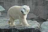 Biały niedźwiedź, lisy polarne i renifery w Śląskim Ogrodzie Zoologicznym? To projekt pod nazwą "Polaricum" WIZUALIZACJE