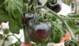 Te pomidory są smaczne i zaskakują kolorem. Sprawdź, jak uprawiać czarne pomidory i jakie odmiany wybrać do ogrodu i na balkon